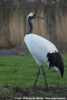 Red-Crowned CraneGrus japonensis