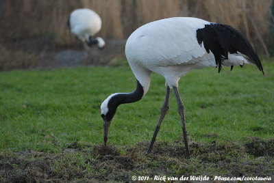 Red-Crowned Crane (Chinese Kraanvogel)