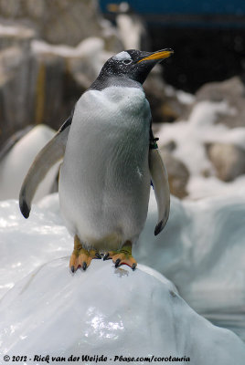 Gentoo PenguinPygoscelis papua papua