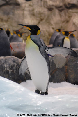 King PenguinAptenodytes patagonica ssp.