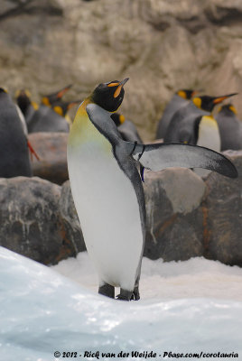 King PenguinAptenodytes patagonica ssp.