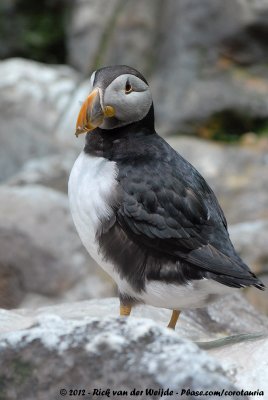 Atlantic Puffin  (Papegaaiduiker)