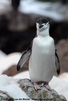 Chinstrap PenguinPygoscelis antarctica