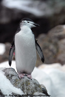 Chinstrap Penguin  (Stormbandpingun)