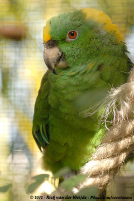 Yellow-Naped AmazonAmazona auropalliata parvipes