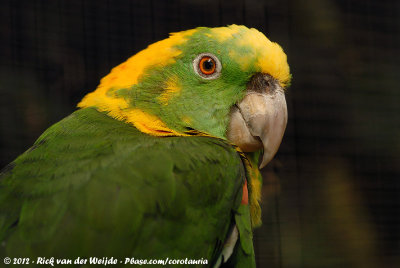 Yellow-Naped AmazonAmazona auropalliata caribae