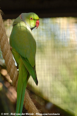 Rose-Ringed ParakeetPsittacula krameri manillensis