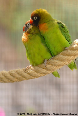 Black-Cheeked LovebirdAgapornis nigrigenis