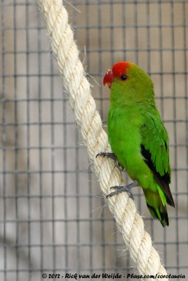 Black-Winged LovebirdAgapornis taranta