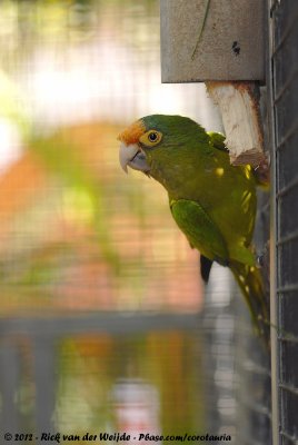 Orange-Fronted Conure<br><i>Aratinga canicularis eburnirostrum</i>