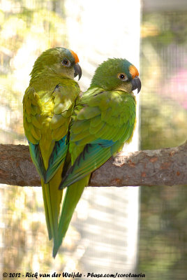 Peach-Fronted ConureAratinga aurea