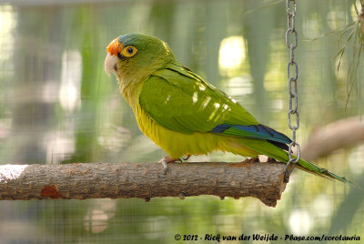 Orange-Fronted Parakeet  (Ivooraratinga)