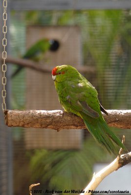 Red-Fronted Parakeet  (Roodvoorhoofdkakariki)