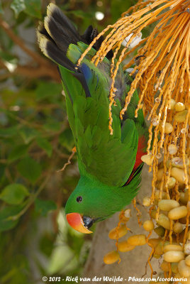 Eclectus Parrot Spec.  (Edelpapegaai Onbekend)