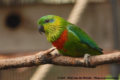 Salvadori's Fig Parrot  (Salvadori's Vijgpapegaai)