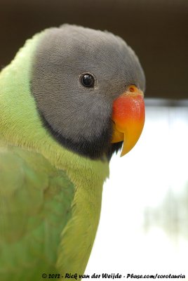 Slaty-Headed Parakeet  (Grijskopparkiet)