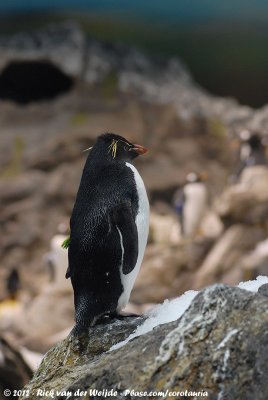Rockhopper PenguinEudyptes chrysocome chrysocome