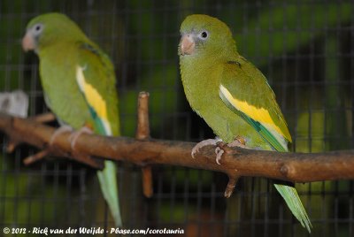 Canary-Winged ParakeetBrotogeris versicolurus versicolurus