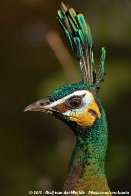 Green Peafowl  (Groene Pauw)