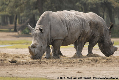 White Rhinoceros<br><i>Ceratotherium simum simum</i>