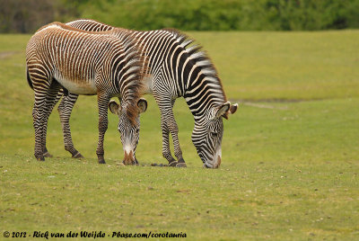 May 18, 2012: Safaripark Beekse Bergen (NL)