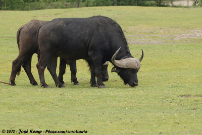 Cape Buffalo  (Kafferbuffel)