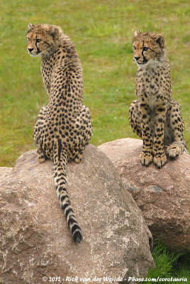 CheetahAcinonyx jubatus jubatus