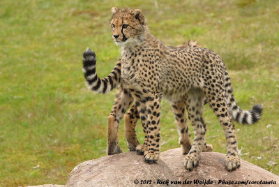 CheetahAcinonyx jubatus jubatus