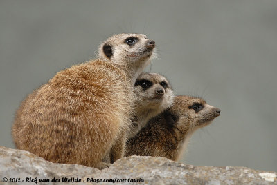 Slender-Tailed MeerkatSuricata suricatta ssp.