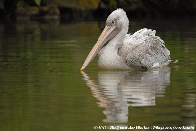 Pink-Backed PelicanPelecanus rufescens