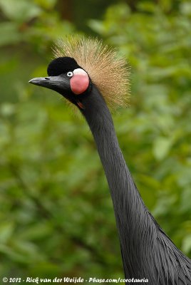 Black Crowned Crane  (Zwarte Kroonkraanvogel)
