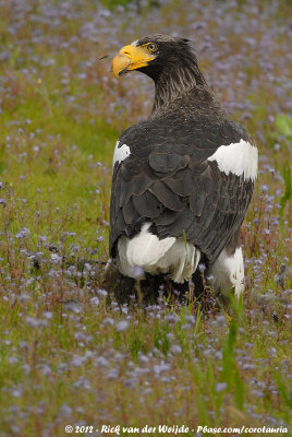 Steller's Sea Eagle  (Stellers Zeearend)