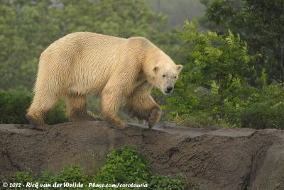 Polar BearUrsus maritimus