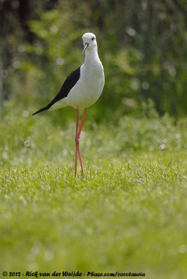 Black-Winged StiltHimantopus himantopus