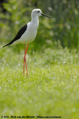 Black-Winged StiltHimantopus himantopus