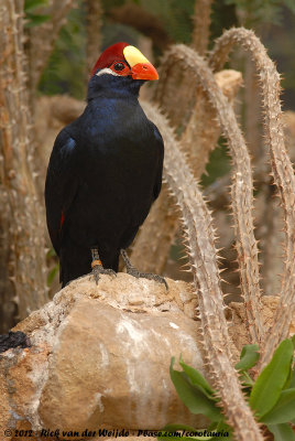 Violet Turaco  (Violette Toerako)