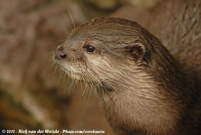 Oriental Small-Clawed OtterAmblonyx cinereus