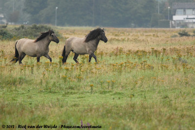 27. Dunes of Southern Holland