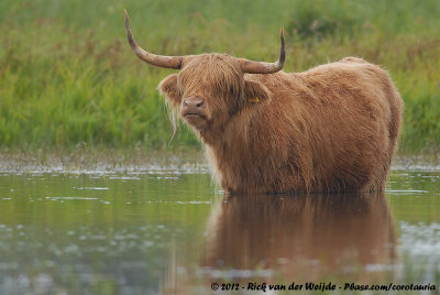 Highland CowBos taurus taurus (fm. highland)