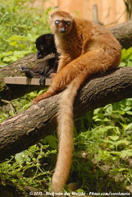 Blue-Eyed Black LemurEulemur macaco flavifrons