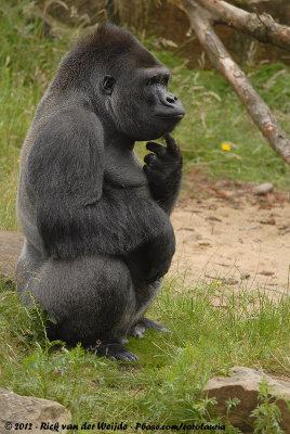 Western GorillaGorilla gorilla gorilla