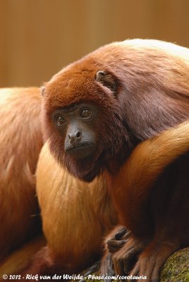 Venezuelan Red Howler Monkey  (Rode Brulaap)