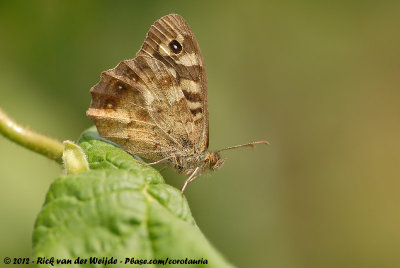 Speckled Wood<br><i>Pararge aegeria tircis</i>