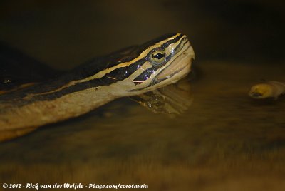 Malayan Box TurtleCuora amboinensis