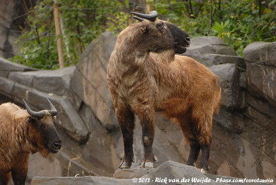 Takin (Takin)