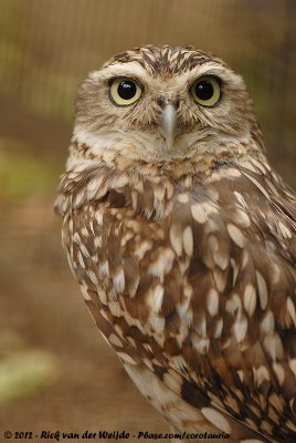 Burrowing Owl  (Holenuil)
