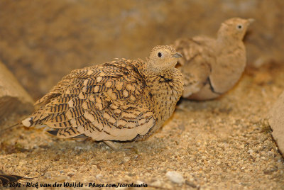 Chestnut-Bellied SandgrousePterocles exustus erlangeri