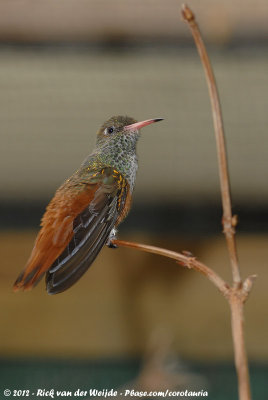 Emerald Hummingbird  (Lessons Amazilia)
