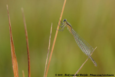 Blue-Tailed DamselflyIschnura elegans elegans