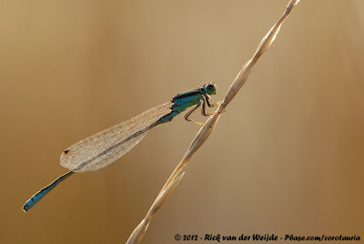 Scarce Blue-Tailed DamselflyIschnura pumilio